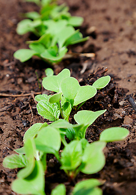 포토 JPG 해외이미지 식물 음식 잎 농업 채소 자연 새로움 사람없음 초록색 새싹 정원 흙 봄 수확 성장 침대 신선 작음 시작 에코 유기농 원예 먼지 모종 생태학 총각무 취급주의 해외포토 웰빙 계절 교육 산업 컬러 가구 컨셉 경고 취미 환경 크기 무 생태계 파일형식 이미지허브