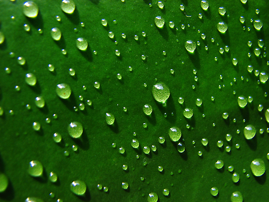 포토 JPG 해외이미지 백그라운드 사람없음 초록색 물 물방울 떨어짐 빗방울 해외포토 자연요소 컬러 컨셉 비_날씨 파일형식 이미지허브