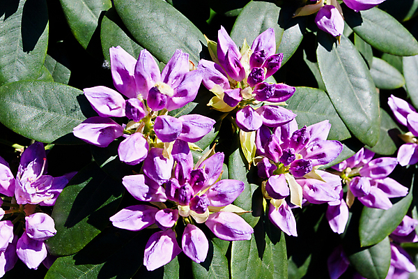 포토 JPG 해외이미지 식물 꽃잎 꽃 분홍색 잎 꽃무늬 자연 사람없음 빨간색 초록색 여름 뷰티 정원 보라색 봄 활발 벚꽃 개화 진달래 관목 원예 상록수 내추럴 해외포토 나무 계절 컬러 컨셉 무늬 취미 생태계 파일형식 이미지허브