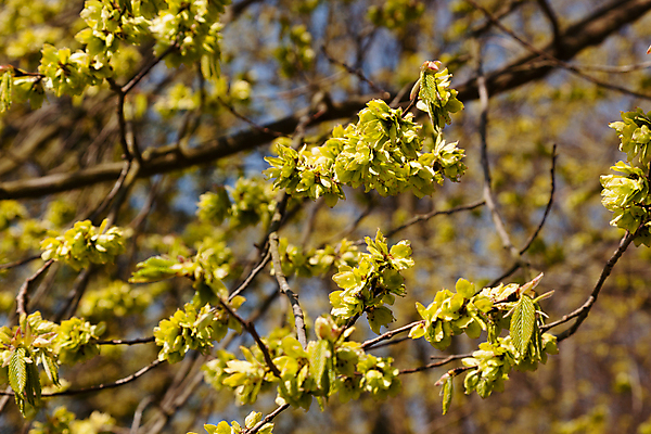 포토 JPG 해외이미지 나무 식물 계절 공원 유럽 길 바다 여행 자연 휴가 풍경 사람없음 야외 초록색 도시풍경 여행객 평화 침묵 산책 산책로 도시 폴란드 주목 해외포토 공공시설 나라 컬러 컨셉 휴식 사람 소리 생태계 파일형식 이미지허브