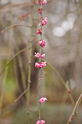 포토 JPG 해외이미지 나무 식물 계절 공원 꽃잎 꽃 문화 분홍색 여행 백그라운드 꽃무늬 자연 동양인 풍경 사람없음 야외 파란색 컬러풀 뷰티 머리 정원 일본 봄 성장 벚꽃 나뭇가지 신선 개화 체리 부드러움 내추럴 해외포토 공공시설 아시아 컬러 무늬 과일 인종 신체부위 감각 생태계 파일형식 이미지허브