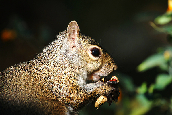 포토 JPG 해외이미지 나무 동물 응시 공원 야생동물 포즈 포유류 발 자연 생물 털 씨앗 사람없음 야외 빨간색 갈색 검은색 회색 견과류 설치류 숲 작음 먹이 모피 먹기 호기심 꼬리 다람쥐 솜털 내추럴 동물상 발톱 수유 해외포토 식물 시선 공공시설 감정 컬러 컨셉 모션 신체부위 조형물 크기 생태계 파일형식 이미지허브