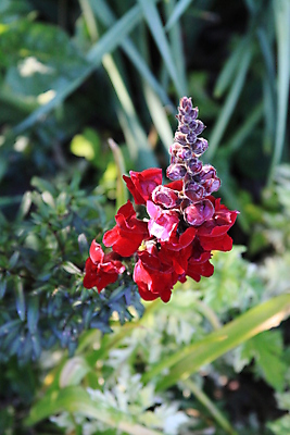 포토 JPG 해외이미지 나무 식물 계절 꽃 분홍색 백그라운드 패턴 자연 사람없음 초록색 햇빛 태양 정원 맑음 보라색 봄 벚꽃 나뭇가지 시간 개화 그룹 큼 묘사 질감 내추럴 강렬 해외포토 자연요소 컬러 무늬 날씨 크기 생태계 파일형식 이미지허브