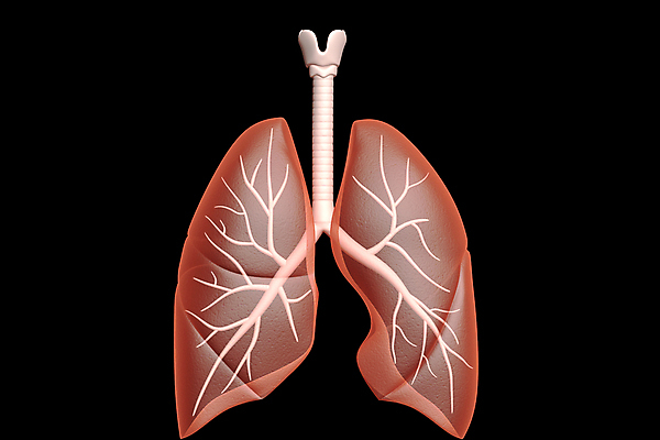 포토 JPG 해외이미지 교육 과학 백그라운드 신체 일러스트 해부 상상 골격 병원 사람 사람없음 빨간색 스터디 컬러풀 3D 검은색 고통 허파 궤 효과 해외일러스트 감정 컬러 의학 학습 호흡기관 디지털합성 파일형식 이미지허브