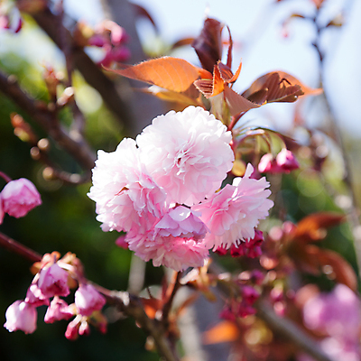 포토 JPG 해외이미지 나무 식물 계절 공원 꽃잎 꽃 분홍색 잎 꽃무늬 농업 자연 하늘 사람없음 초록색 태양 정원 맑음 봄 견과류 벚꽃 흰색 나뭇가지 신선 개화 과수원 4월 원예 아몬드 내추럴 해외포토 자연요소 공공시설 산업 컬러 무늬 날씨 취미 날짜 생태계 파일형식 이미지허브