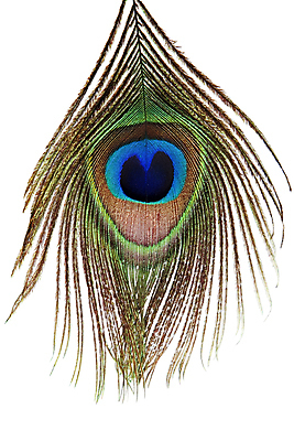 포토 JPG 해외이미지 동물 1 디자인 야생동물 백그라운드 패턴 날개 자연 조류 추상 사람없음 장식 초록색 파란색 빛 컬러풀 뷰티 갈색 보라색 활발 흰색 황금 우아함 닫기 공작 깃털 묘사 오브젝트 싱글 질감 꼬리 부드러움 솜털 내추럴 고립 이국적 터키석 해외포토 컬러 컨셉 무늬 모션 감각 보석 생태계 파일형식 이미지허브