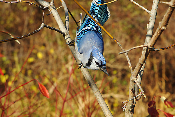포토 JPG 해외이미지 나무 동물 응시 야생동물 겨울 날개 자연 조류 하늘 앉기 사람없음 야외 파란색 냉동 검은색 추위 가을 흰색 나뭇가지 둥지 숲 큼 깃털 부리 시끄러움 솜털 삼림지대 집게발 해외포토 식물 시선 계절 컬러 모션 크기 생태계 파일형식 이미지허브