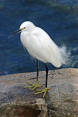 포토 JPG 해외이미지 동물 조류 서기 사람없음 물 노란색 흰색 매끈함 깃털 부리 해외포토 자연요소 컬러 모션 감각 파일형식 이미지허브
