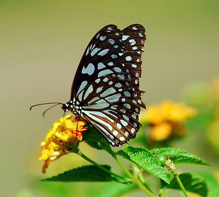 포토 JPG 해외이미지 동물 꽃잎 꽃 나비 곤충 백그라운드 잎 패턴 절지류 날개 자연 벽지 휴식 사람없음 초록색 컬러풀 갈색 검은색 침묵 봄 흰색 질감 눈금 꿀 고립 해외포토 식물 계절 컬러 컨셉 무늬 소리 생태계 파일형식 이미지허브