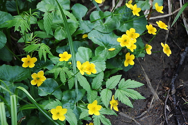 포토 JPG 해외이미지 식물 계절 꽃잎 꽃 꽃무늬 전구 자연 사람없음 야외 초록색 뷰티 노란색 젖음 들꽃 성장 벚꽃 시골 신선 개울 습지 다발 묘사 동물상 해외포토 컬러 무늬 강 조형물 생태계 파일형식 이미지허브