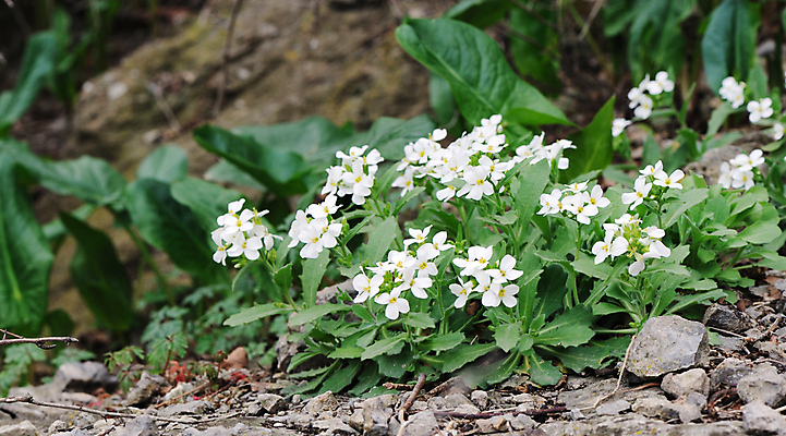 포토 JPG 해외이미지 식물 꽃 꽃무늬 패턴 자연 산 풍경 초원 사람없음 장식 초록색 여름 정원 봄 벚꽃 바위 흰색 전원 시골 침대 땅 장면 지역 넘어짐 정중 해외포토 계절 컬러 가구 컨셉 무늬 모션 돌_바위 전기에너지 생태계 파일형식 이미지허브