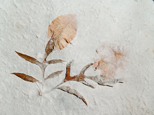 포토 JPG 해외이미지 식물 손 디자인 종이 줄기 백그라운드 잎 벽지 표면 문구용품 건조 미술 사람없음 장식 뷰티 수확 나뭇가지 묘사 질감 복고 층 시트 내추럴 옛날 핸드메이드 해외포토 나무 농업 문화예술 신체부위 오브젝트 파일형식 이미지허브