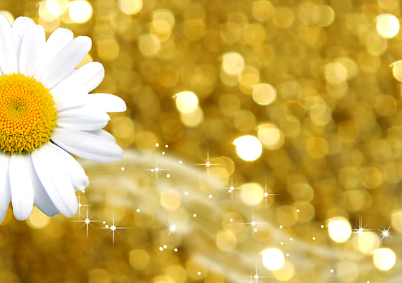 포토 JPG 해외이미지 꽃 종이 결혼 백그라운드 크리스마스 텍스트 자연 벽지 휴가 부활절 액자틀 사랑 사람없음 여름 뷰티 우주 귀여움 맑음 축제 스파 봄 벚꽃 기도 축하 인사 신용카드 메시지 황금 우아함 편지 꽃집 데이지 향기 냄새 엽서 초대 카피스페이스 제의 해외포토 식물 계절 기념일 감정 액자 컨셉 날씨 틀 이벤트 금융 상점 공백 예절 생태계 파일형식 이미지허브