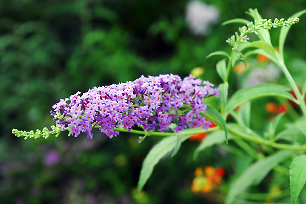 포토 JPG 해외이미지 식물 계절 꽃잎 꽃 백그라운드 꽃무늬 자연 사람없음 장식 컬러풀 뷰티 정원 보라색 봄 벚꽃 개화 그늘 원예 고립 해외포토 컬러 무늬 취미 생태계 파일형식 이미지허브