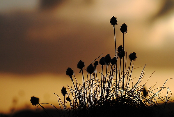 포토 JPG 해외이미지 꽃 사람없음 빛 해외포토 식물 파일형식 이미지허브