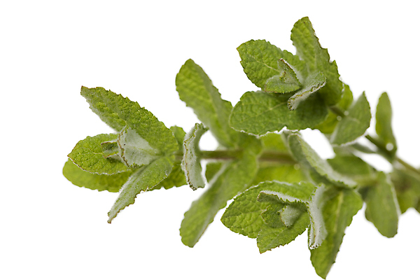 포토 JPG 해외이미지 식물 줄기 잎 사람없음 초록색 나뭇가지 신선 민트 허브 향신료 흰배경 해외포토 나무 컬러 백그라운드 흰색 향미료 파일형식 이미지허브