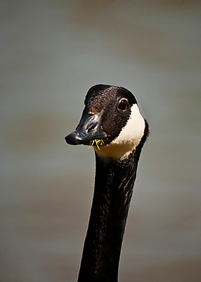 포토 JPG 해외이미지 동물 야생동물 캐나다 자연 조류 사람없음 야외 머리 검은색 흰색 먹기 깃털 부리 거위 내추럴 해외포토 컬러 북아메리카 모션 신체부위 생태계 파일형식 이미지허브