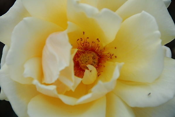 포토 JPG 해외이미지 식물 꽃잎 꽃 백그라운드 꽃무늬 자연 사람없음 장식 장미 노란색 봄 개화 그늘 고립 해외포토 계절 컬러 무늬 생태계 파일형식 이미지허브