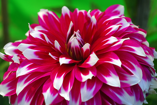 포토 JPG 해외이미지 식물 계절 꽃잎 꽃 분홍색 백그라운드 꽃무늬 자연 발렌타인데이 사랑 사람없음 장식 컬러풀 뷰티 정원 봄 벚꽃 흰색 개화 그늘 달리아 원예 고립 해외포토 감정 컬러 무늬 데이이벤트 취미 생태계 파일형식 이미지허브