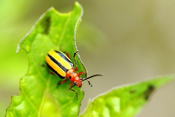 포토 JPG 해외이미지 동물 디자인 야생동물 곤충 백그라운드 농업 절지류 날개 오렌지 일러스트 자연 감자 뿔 안테나 사람없음 빛 갈색 머리 검은색 닫기 해충 벌레 작음 큼 수집 딱정벌레 묘사 내추럴 동물상 콜로라도 해외포토 산업 컬러 채소 과일 통신 모션 신체부위 조형물 미국 크기 생태계 파일형식 이미지허브