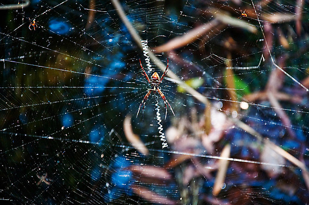 포토 JPG 해외이미지 동물 야생동물 곤충 백그라운드 자연 사람없음 검은색 웹 독약 위험 거미 토막 해외포토 컬러 컨셉 인터넷 생태계 파일형식 이미지허브