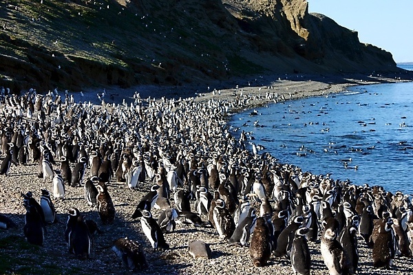 포토 JPG 해외이미지 야생동물 조류 사람없음 글로벌 보호 남극 펭귄 봉 칠레 아르헨티나 해외포토 동물 컨셉 남아메리카 극지방 파일형식 이미지허브
