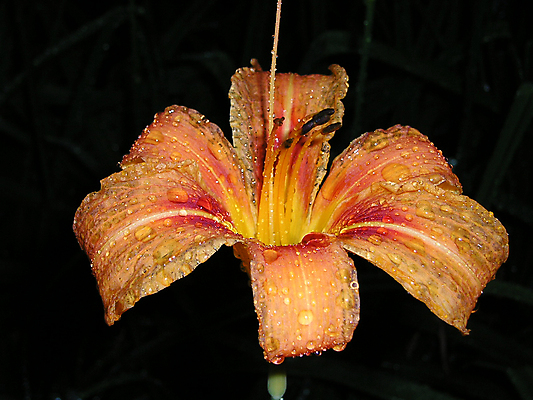 포토 JPG 해외이미지 식물 계절 꽃잎 꽃 꽃무늬 오렌지 자연 사람없음 물 뷰티 어둠 낭만 벚꽃 신선 이슬 내추럴 해외포토 자연요소 컨셉 무늬 과일 생태계 파일형식 이미지허브