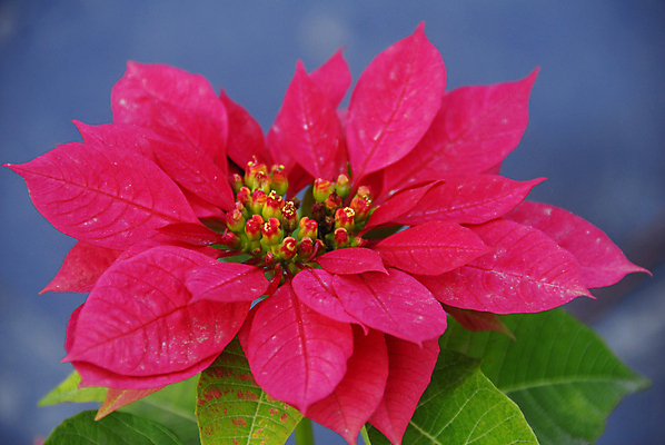 포토 JPG 해외이미지 식물 계절 꽃잎 꽃 백그라운드 크리스마스 겨울 꽃무늬 자연 사람없음 장식 빨간색 컬러풀 뷰티 정원 봄 벚꽃 축하 개화 그늘 12월 원예 포인세티아 고립 해외포토 기념일 컬러 컨셉 무늬 취미 날짜 생태계 파일형식 이미지허브