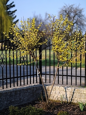 포토 JPG 해외이미지 식물 계절 꽃 자연 사람없음 울타리 노란색 정원 봄 개화 해외포토 컬러 담장 생태계 파일형식 이미지허브