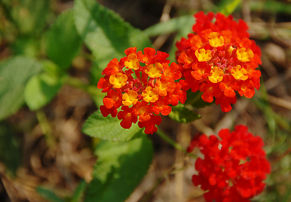 포토 JPG 해외이미지 식물 계절 꽃잎 꽃 백그라운드 자연 사람없음 빨간색 컬러풀 노란색 정원 봄 벚꽃 개화 원예 해외포토 컬러 취미 생태계 파일형식 이미지허브