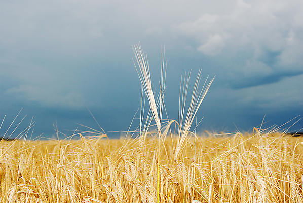 포토 JPG 해외이미지 식물 구름 계절 음식 빵 줄기 백그라운드 밭 농업 자연 하늘 건조 씨앗 풍경 사람없음 여름 파란색 농작물 농장 농경지 노란색 수확 성장 흰색 시골 황금 낟알 시리얼 밀 묘사 귀 스파이크 밀짚 내추럴 강렬 밭일 숙성 호밀 세련 해외포토 자연요소 산업 컬러 곡류 신체부위 짚 생태계 파일형식 이미지허브