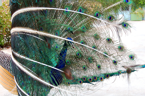 포토 JPG 해외이미지 동물 야생동물 날개 자연 조류 날씨 동물원 앉기 동양인 사람없음 야외 장식 초록색 파란색 뷰티 춤 공작 유혹 깃털 꼬리 부리 꿩 짝짓기 해외포토 컬러 컨셉 모션 문화예술 인종 생태계 파일형식 이미지허브