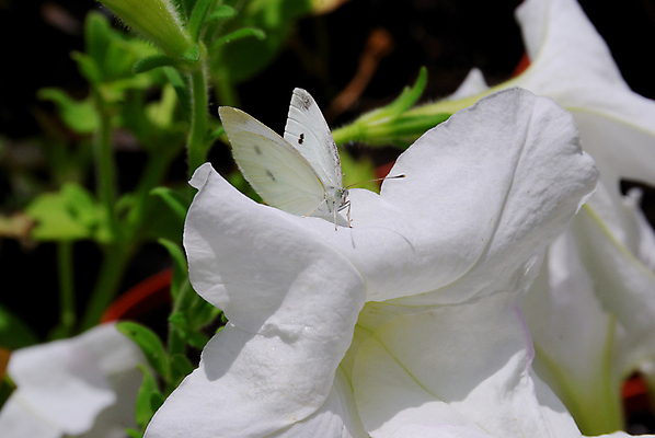 포토 JPG 해외이미지 식물 동물 1 계절 꽃잎 꽃 야생동물 나비 곤충 백그라운드 패턴 날개 자연 안테나 사람없음 야외 초록색 여름 뷰티 봄 벚꽃 흰색 우아함 수분 싱글 해외포토 컬러 컨셉 무늬 통신 생태계 파일형식 이미지허브