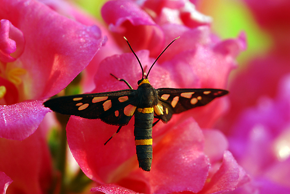 포토 JPG 해외이미지 식물 계절 꽃잎 꽃 분홍색 나비 곤충 백그라운드 꽃무늬 자연 사람없음 장식 뷰티 정원 봄 벚꽃 개화 그늘 고립 해외포토 동물 컬러 무늬 생태계 파일형식 이미지허브