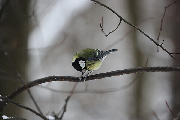 포토 JPG 해외이미지 나무 식물 동물 응시 공원 야생동물 패턴 발 자연 조류 동물원 사람없음 야외 흰색 숲 작음 큼 땅 깃털 싱글 질감 동물상 해외포토 시선 공공시설 컬러 무늬 신체부위 조형물 크기 생태계 파일형식 이미지허브