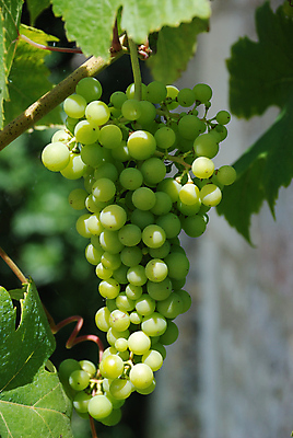 포토 JPG 해외이미지 식물 음식 과일 자연 요리 사람없음 와인 흰색 건포도 세련 해외포토 컬러 포도 주류 생태계 건과일 파일형식 이미지허브