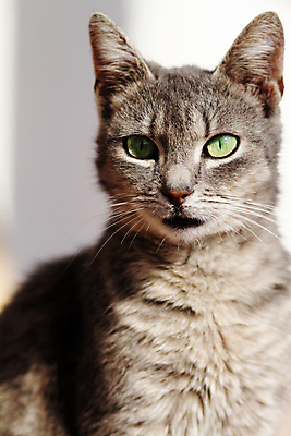 포토 JPG 해외이미지 동물 응시 얼굴 포유류 자연 수염 털 사람없음 초록색 반려동물 고양이 회색 흰색 작음 모피 육식동물 해외포토 시선 컬러 신체부위 크기 생태계 파일형식 이미지허브