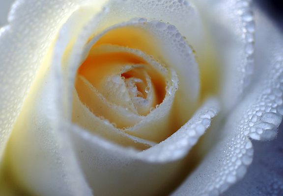 포토 JPG 해외이미지 식물 계절 꽃잎 꽃 백그라운드 꽃무늬 자연 발렌타인데이 사랑 사람없음 장식 컬러풀 뷰티 장미 정원 봄 벚꽃 흰색 개화 그늘 원예 고립 해외포토 감정 컬러 무늬 데이이벤트 취미 생태계 파일형식 이미지허브