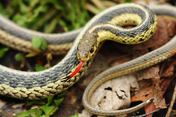 포토 JPG 해외이미지 동물 야생동물 잎 오렌지 파충류 자연 저울 양서류 사람없음 갈색 검은색 추위 독약 뱀 숲 위험 무서움 혀 피부 눈금 사냥 토막 송곳니 내추럴 기어가기 가터벨트 땅바닥 해외포토 식물 감정 컬러 컨셉 과일 모션 바닥 신체부위 벨트 입 치아 생태계 파일형식 이미지허브