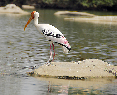 포토 JPG 해외이미지 동물 응시 시선 야생동물 분홍색 백그라운드 이동 날개 자연 조류 앉기 동양인 사람없음 컬러풀 미국 흰색 숲 깃털 부리 철새 노려봄 내추럴 고립 동물상 이국적 황새 해외포토 컬러 컨셉 북아메리카 모션 표정 인종 조형물 생태계 파일형식 이미지허브