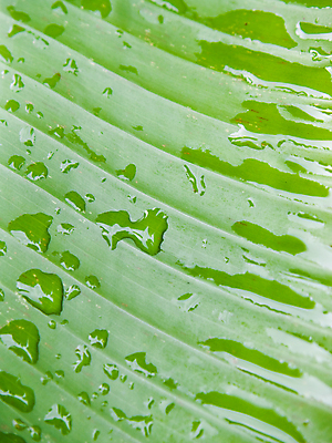 포토 JPG 해외이미지 식물 선 줄기 백그라운드 잎 패턴 농업 벽지 추상 바나나 미술 사람없음 초록색 물 빛 줄무늬 젖음 흐름 신선 닫기 떨어짐 빗방울 묘사 에코 질감 서식 땀 시트 내추럴 광합성 생태학 해외포토 자연요소 교육 산업 컬러 컨셉 무늬 과일 모션 문화예술 환경 비_날씨 파일형식 이미지허브