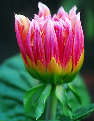 포토 JPG 해외이미지 식물 계절 꽃잎 꽃 분홍색 백그라운드 꽃무늬 자연 사람없음 장식 컬러풀 뷰티 정원 봄 성장 벚꽃 개화 그늘 달리아 원예 고립 해외포토 컬러 무늬 취미 생태계 파일형식 이미지허브