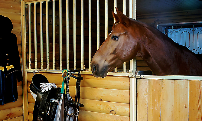 포토 JPG 해외이미지 동물 스포츠 사람없음 농장 머리 레이싱 만 안장 방목장 해외포토 농업 시합 신체부위 파일형식 이미지허브