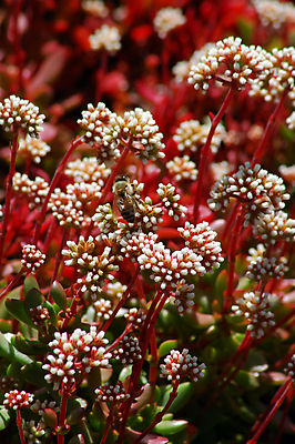 포토 JPG 해외이미지 식물 꽃 자연 건조 사람없음 초록색 컬러풀 정원 화장품 사막 흰색 약초 허브 원예 조경 알로에 해외포토 컬러 취미 뷰티 풀_식물 생태계 파일형식 이미지허브