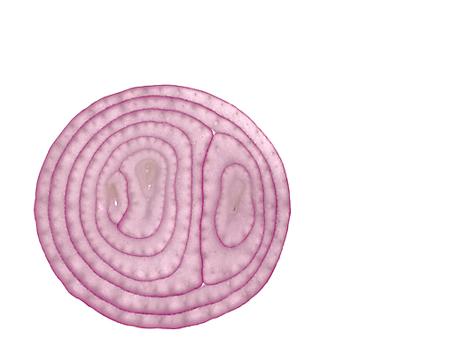 포토 JPG 해외이미지 음식 조각 백그라운드 십자가 패턴 채소 재료 부분 양파 사람없음 보라색 껍질 흰색 반지 원형 플랫 닫기 자르기 슬라이스 층 고립 꼬투리 대패 채식주의자 평야 디테일 비건 해외포토 도형 컬러 무늬 장신구 모션 자연 채식 파일형식 이미지허브