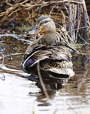 포토 JPG 해외이미지 동물 야생동물 날개 자연 조류 오리 미소 사람없음 물 수영 깃털 물새 청둥오리 계산서 동물상 해외포토 자연요소 표정 조형물 수상스포츠 생태계 파일형식 이미지허브