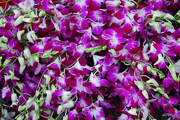 포토 JPG 해외이미지 식물 꽃잎 꽃 백그라운드 꽃무늬 자연 사람없음 장식 컬러풀 뷰티 정원 봄 개화 난초 원예 하와이 호접란 고립 해외포토 계절 컬러 무늬 취미 미국 생태계 파일형식 이미지허브