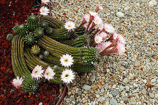 포토 JPG 해외이미지 식물 꽃 분홍색 잎 패턴 자연 선인장 건조 종류 사람없음 초록색 물 컬러풀 농장 정원 사막 성장 가시 약초 척추 원예 스파이크 스펀지 고립 해외포토 자연요소 컬러 무늬 농업 뼈 취미 풀_식물 생태계 파일형식 이미지허브