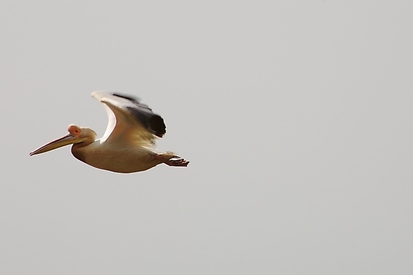 포토 JPG 해외이미지 공원 이동 날개 오렌지 모션 아프리카 자연 조류 버스 풍경 사람없음 초록색 파란색 강 검은색 흰색 그룹 펠리컨 속도 많음 해외포토 동물 공공시설 나라 육상교통 컬러 컨셉 과일 대중교통 생태계 파일형식 이미지허브