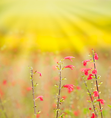 포토 JPG 해외이미지 식물 꽃잎 꽃 백그라운드 꽃무늬 밭 자연 건강 잔디 사람없음 초록색 빛 태양 뷰티 약 노란색 일출 환경 정원 화목 침묵 일몰 봄 벚꽃 흰색 신선 소프트포커스 작음 순수 데이지 향기 꽃가루 내추럴 캐모마일 해외포토 자연요소 계절 컬러 컨셉 무늬 농업 의학 촬영기법 노을 소리 크기 가루 허브 생태계 냄새 파일형식 이미지허브